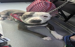 Staffordshire Bull Terrier dogs for sale: Reggie - Image 4