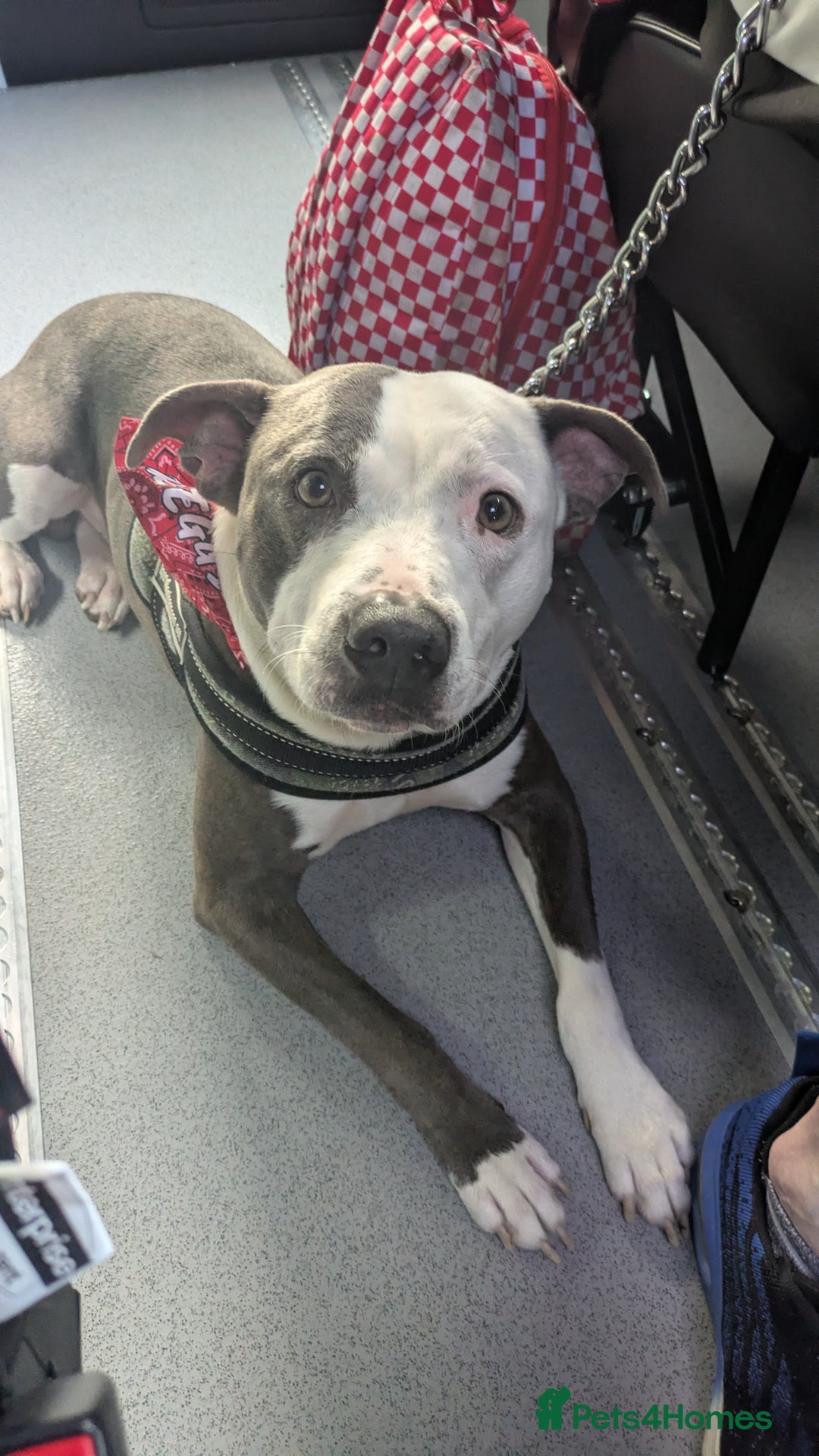 Staffordshire Bull Terrier dogs for sale: Reggie - Image 4