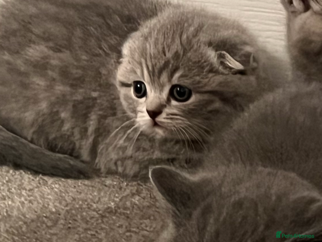 Scottish Fold cats for sale: Scottish fold and Scottish straight kitten - Advert 19