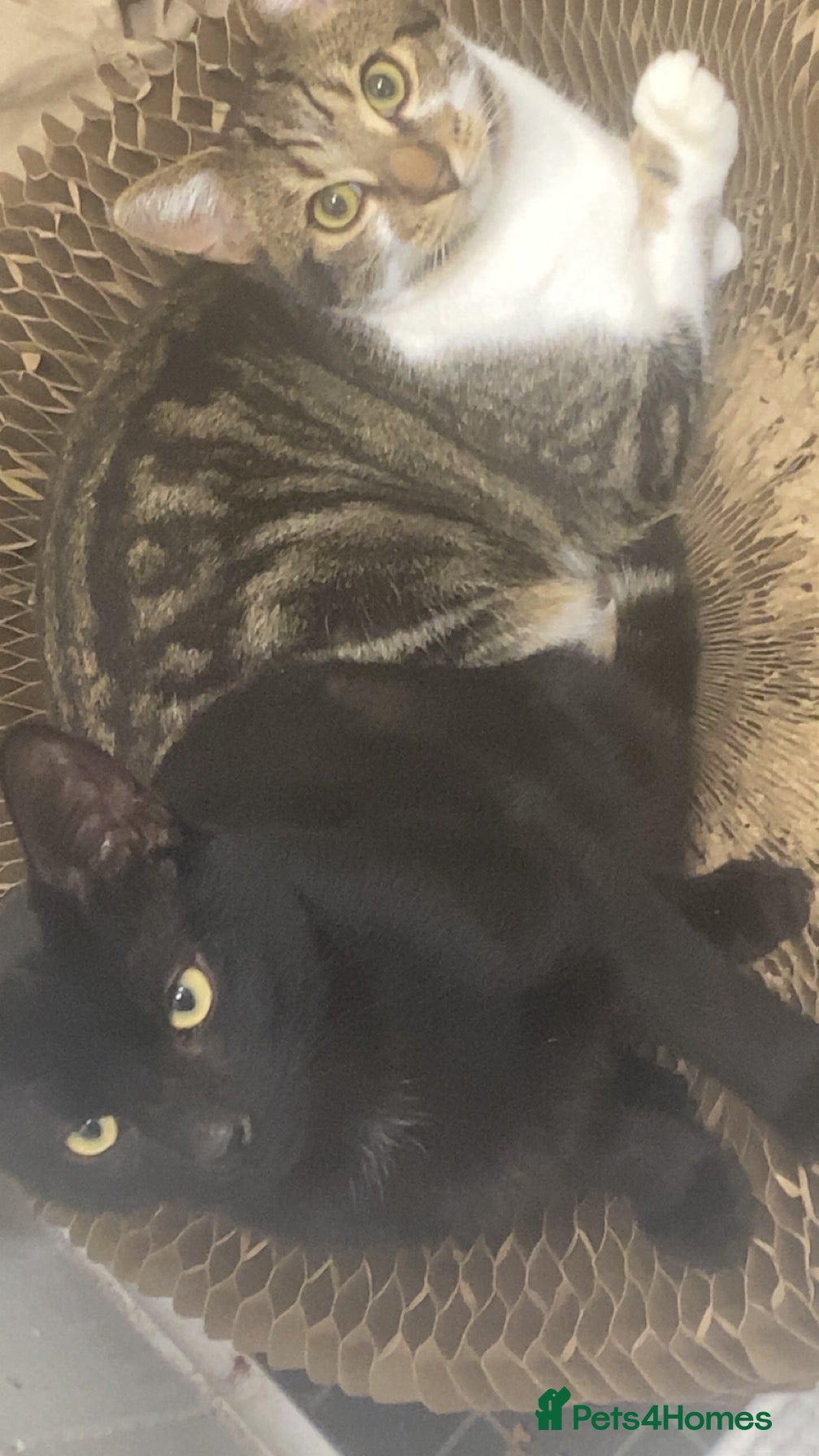 Domestic Shorthair cats 2 male kittens for rehome together 9 months old - Advert 1