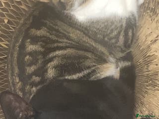 Domestic Shorthair cats 2 male kittens for rehome together 9 months old - Advert 1