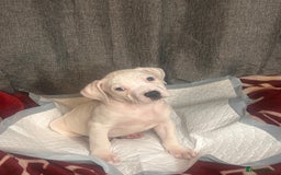 American Bulldog dogs for sale: American Bulldog - Image 21
