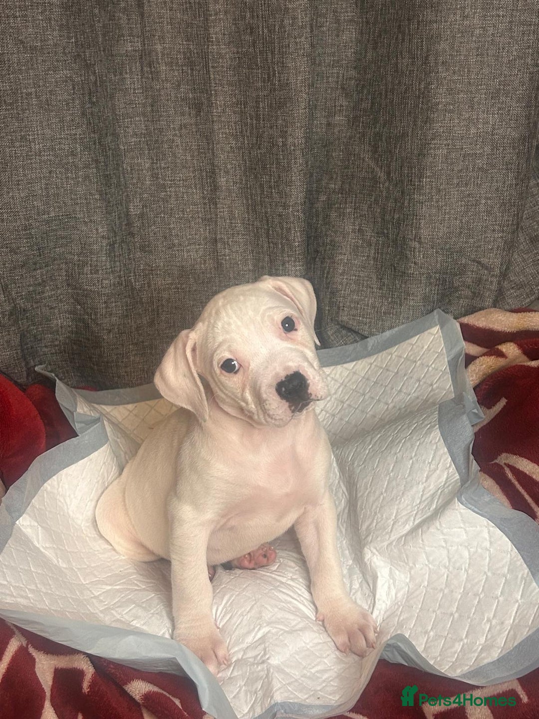 American Bulldog dogs for sale: American Bulldog - Image 21