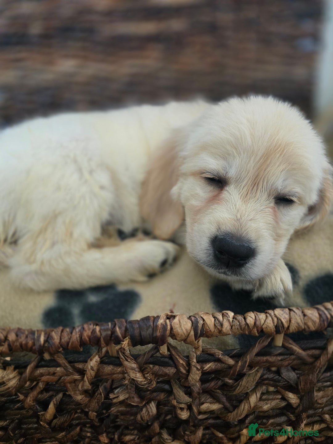 Golden Retriever dogs for sale: Beautiful Golden Retrievers READY TO GO!  - Image 10