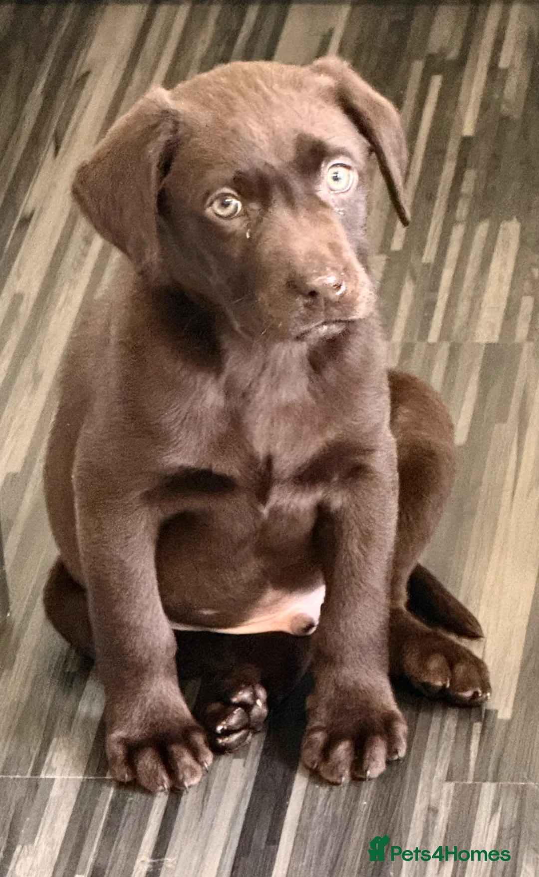 Labrador Retriever dogs for sale: Chocolate Lab - Advert 2