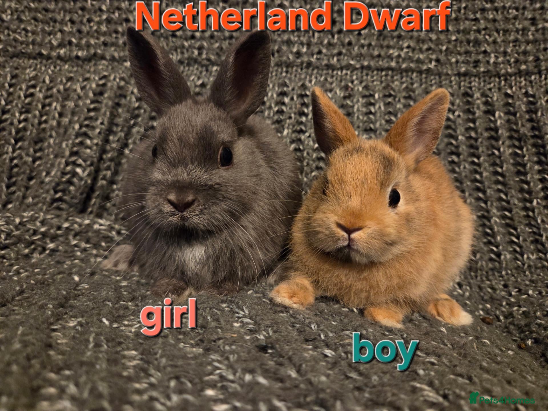 Netherland Dwarf rabbits 8wk old Blue Netherland Dwarf Girl & Boy - Advert 1