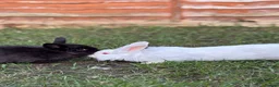 Lionhead rabbits for sale: Double mane lionhead  - Advert 7