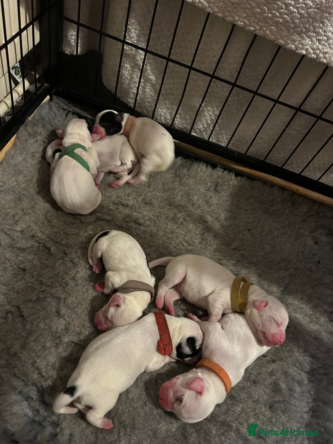 Mixed Breed dogs for sale: 7 gorgeous American Bulldog x Springer Spaniel - Advert 5