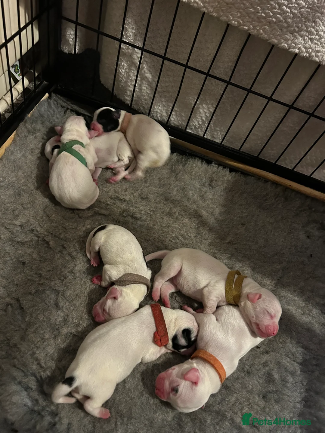 Mixed Breed dogs for sale: 7 gorgeous American Bulldog x Springer Spaniel - Advert 5