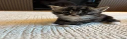 Mixed Breed cats for sale:  Beautiful Kittens Looking for a Forever Homes 🐾 - Advert 20