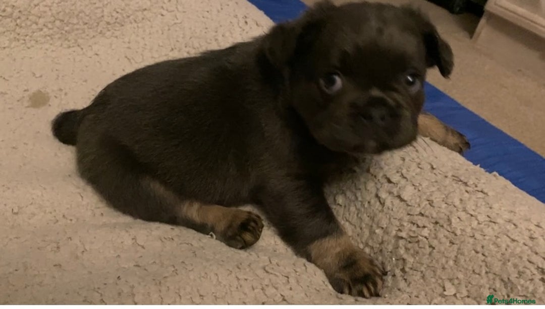 French Bulldog dogs for sale: French bulldogs puppy’s for sale - Advert 13