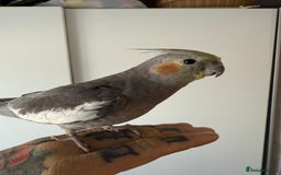 Cockatiels birds for sale: Buddy the cockatiel And cage!  - Image 1