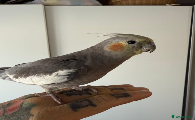Cockatiels birds - Advert 4