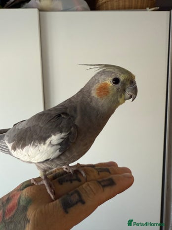 Cockatiels birds - Advert 1
