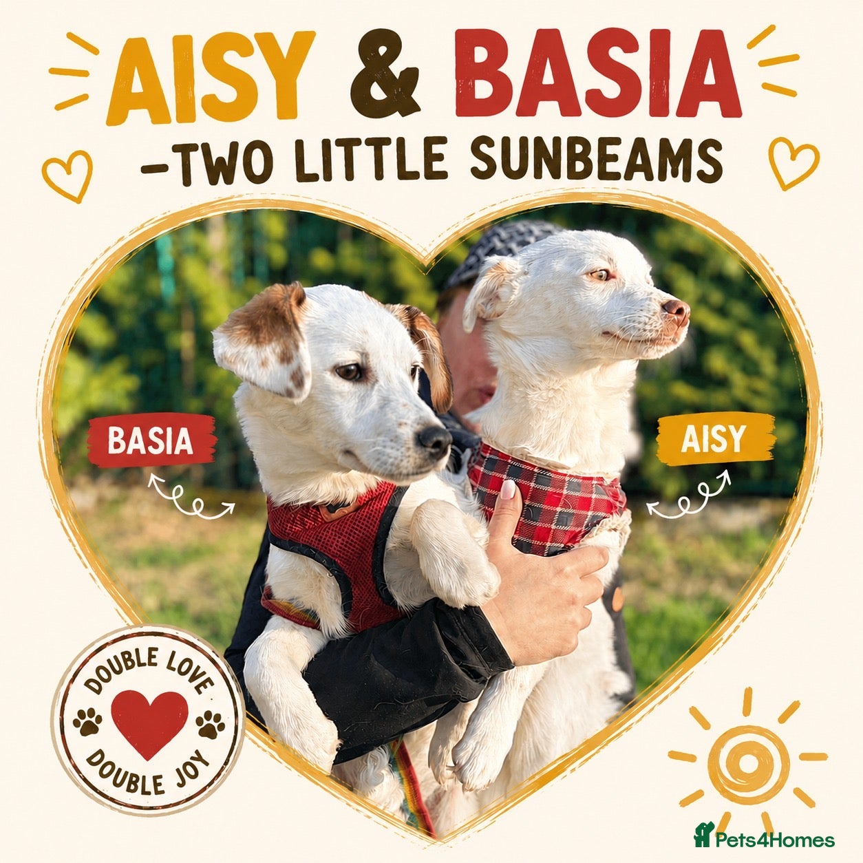 Mixed Breed dogs ❤️🐶 AISY & BASIA –TWO LITTLE SUNBEAMS TOGETHER - Advert 2