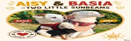 Mixed Breed dogs for adoption: ❤️🐶 AISY & BASIA –TWO LITTLE SUNBEAMS TOGETHER in Burton-on-Trent - Advert 1