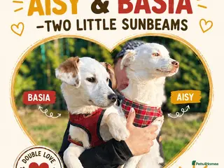 Mixed Breed dogs ❤️🐶 AISY & BASIA –TWO LITTLE SUNBEAMS TOGETHER - Advert 1
