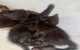 Mixed Breed cats for sale: Last 2 beautiful black marked kittens READY NOW - Image 10