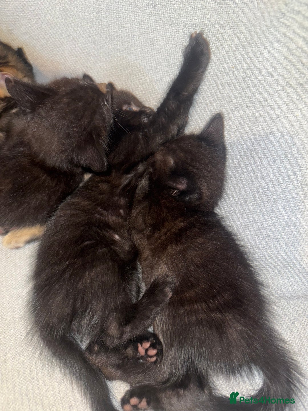 Mixed Breed cats for sale: Last 2 beautiful black marked kittens READY NOW - Image 10