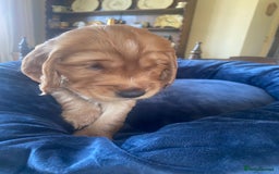 Cocker Spaniel dogs for sale: Show type Cockers  - Image 8