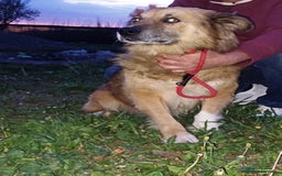 Mixed Breed dogs for adoption: BENNY - a loyal and gentle boy for a Loving Home - Image 12