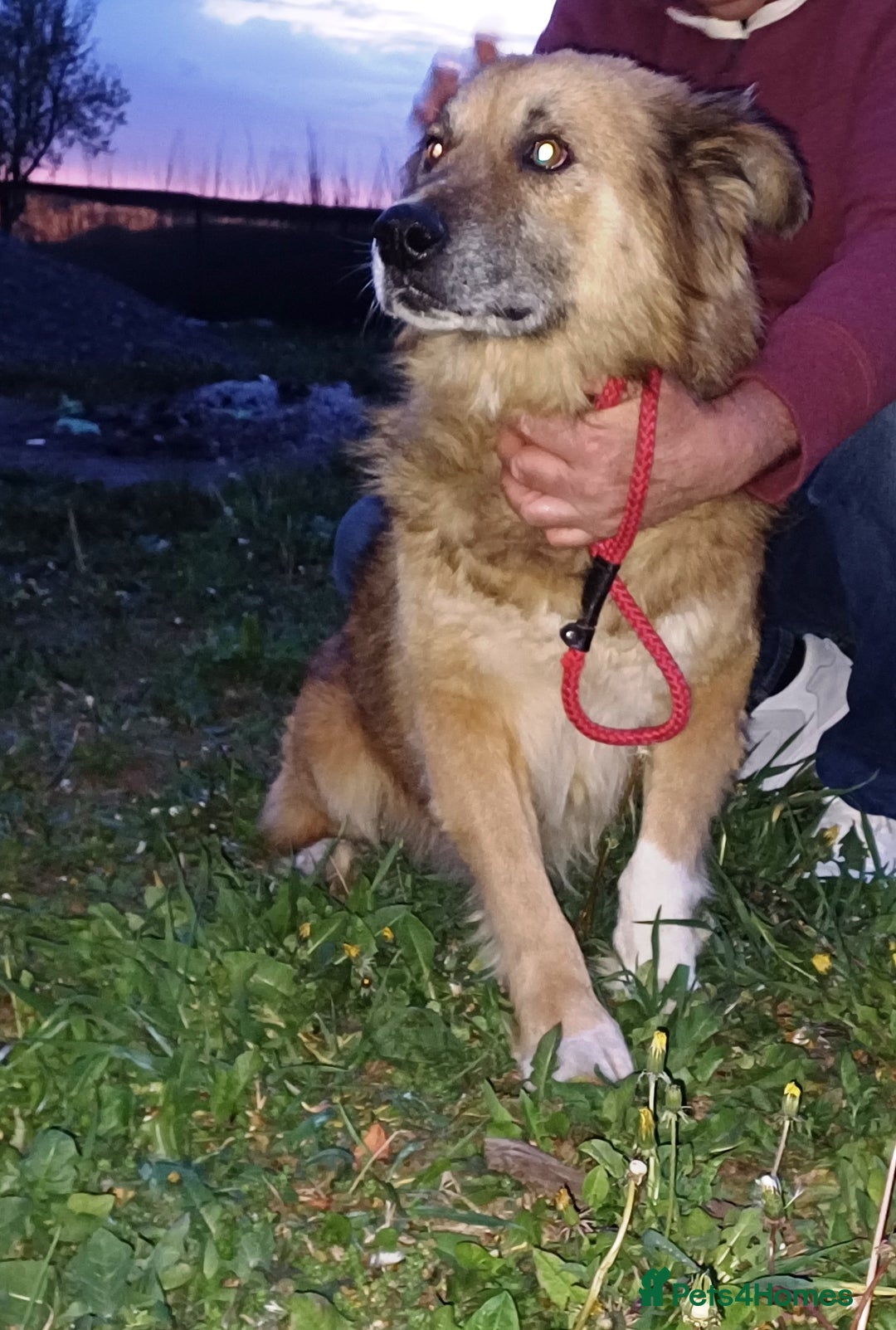 Mixed Breed dogs for adoption: BENNY - a loyal and gentle boy for a Loving Home - Image 12