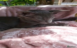 Oriental cats for sale: Full Pedigree Oriental 1 Kitten XL size ears GCCF - Image 32