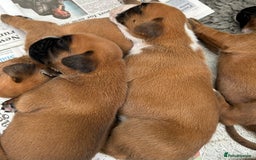 Boxer dogs for sale: 5 STAR LICENSE BREDDER   22 years experience  - Image 12