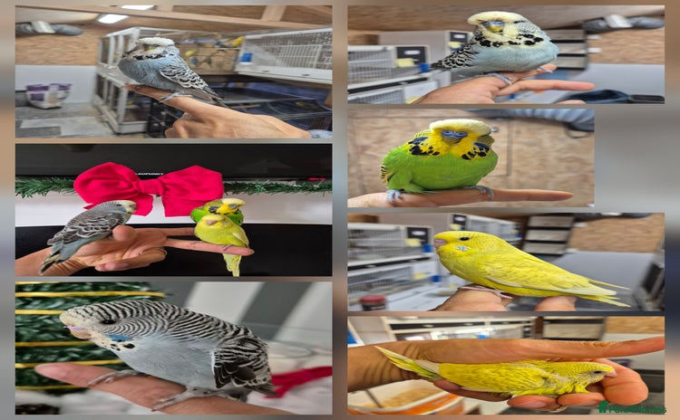 Budgerigars birds - Advert 2