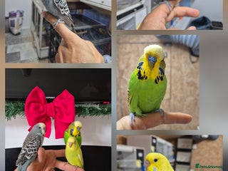 Budgerigars birds for sale: Tamed cock English Exhibition - Advert 1