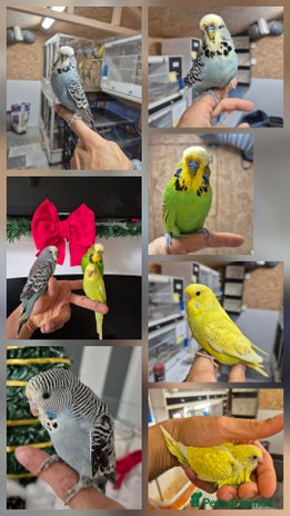 Budgerigars birds - Advert 2
