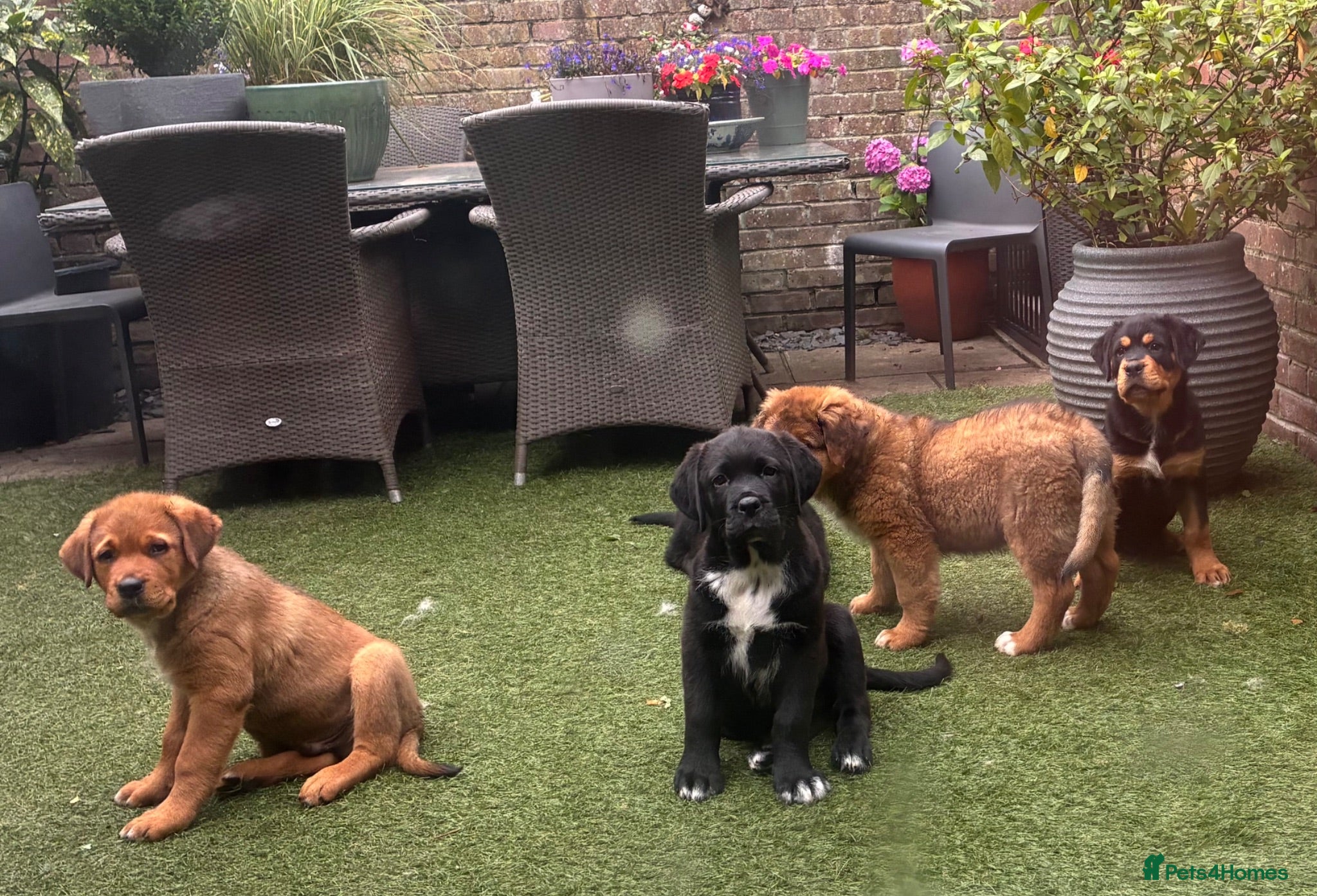 Mixed Breed dogs Central Asian Shepard x Rottweiler Puppies - Advert 2