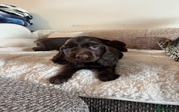 Sprocker dogs for sale: HEALTH TESTED cocker/springer spaniel puppies   - Image 16
