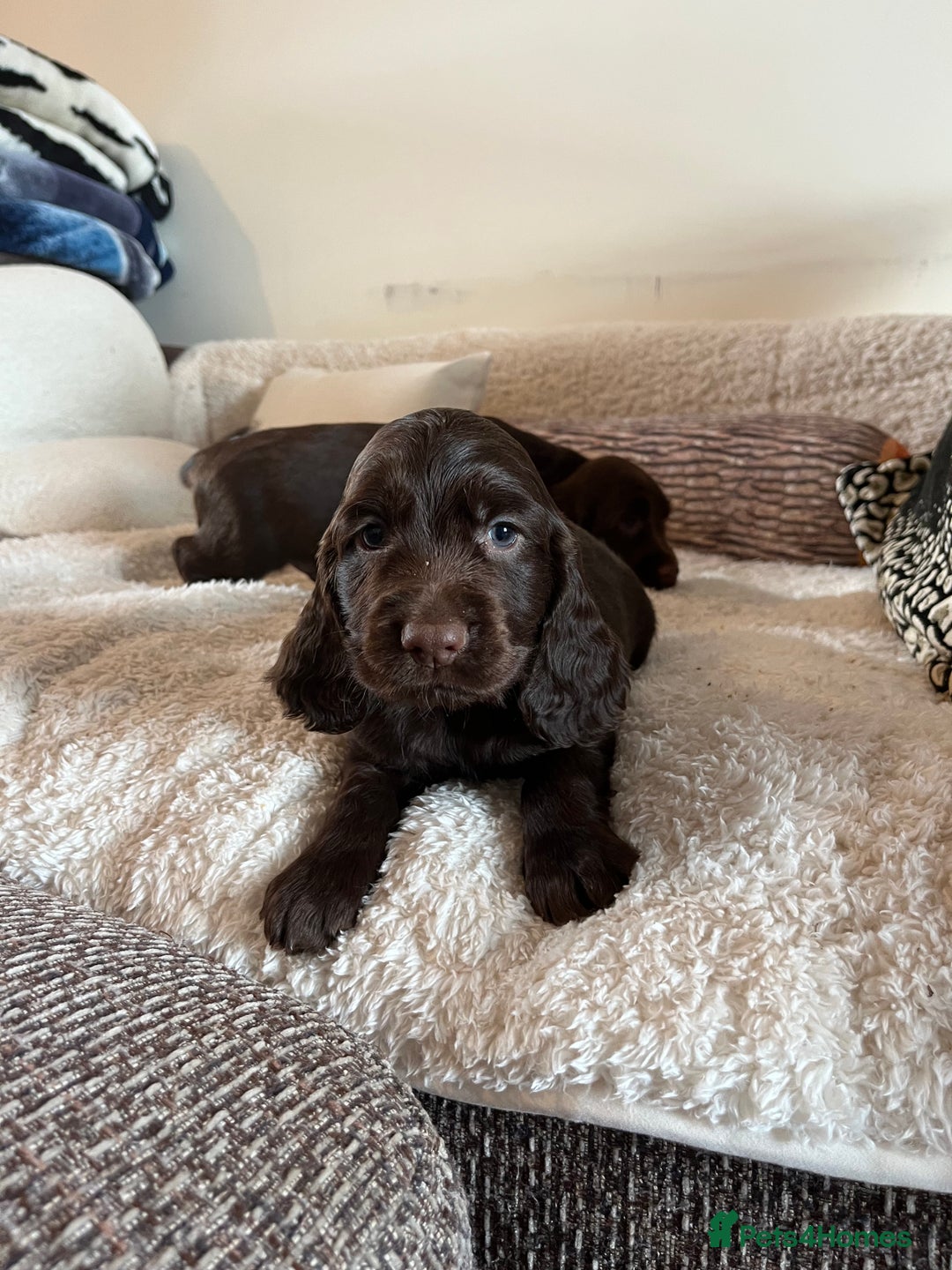 Sprocker dogs for sale: HEALTH TESTED cocker/springer spaniel puppies   - Image 16