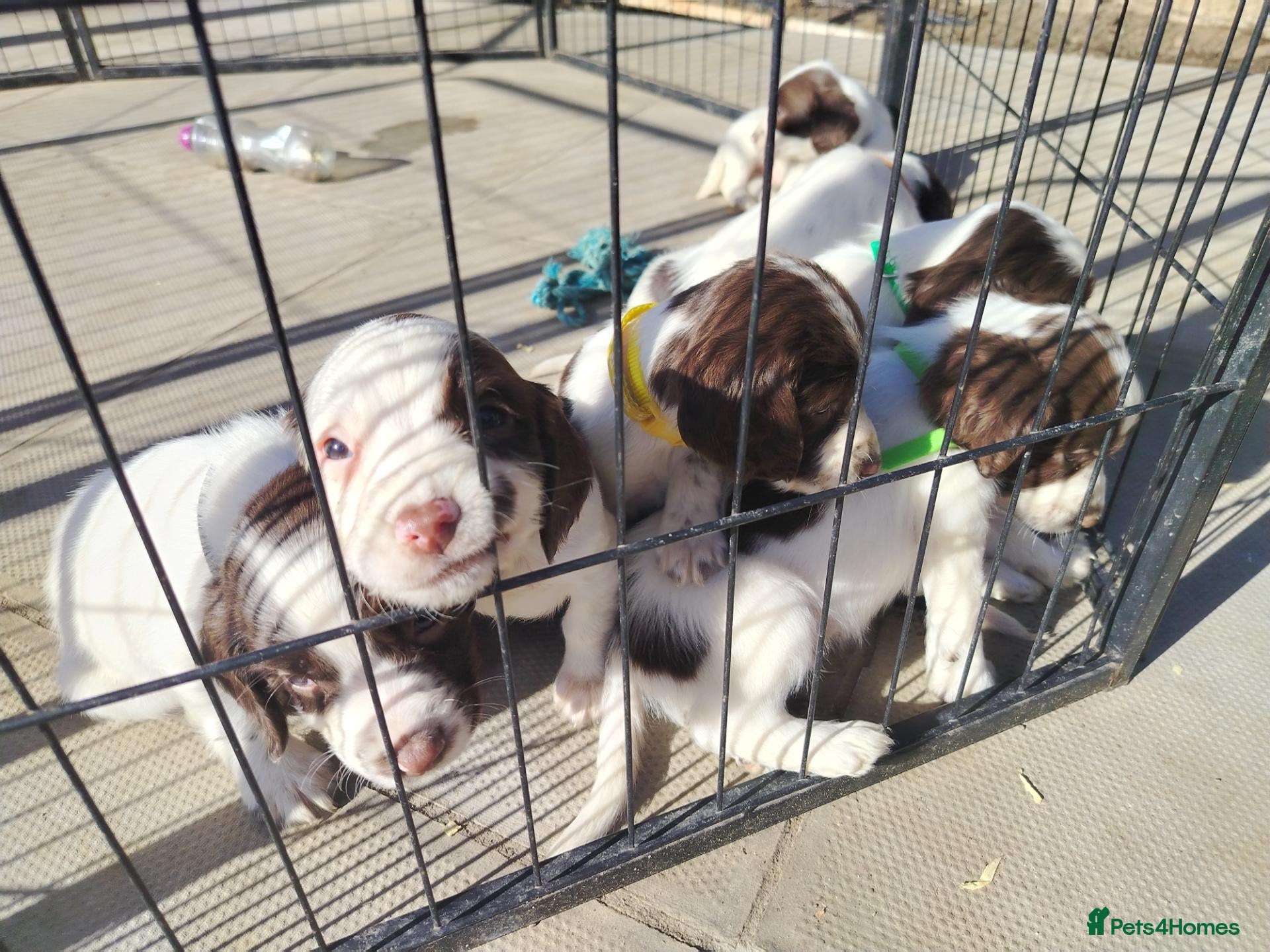 English Springer Spaniel dogs Beautiful litter of English Springer spaniels - Advert 1