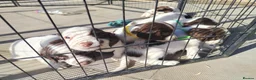 English Springer Spaniel dogs for sale: Beautiful litter of English Springer spaniels - Advert 3