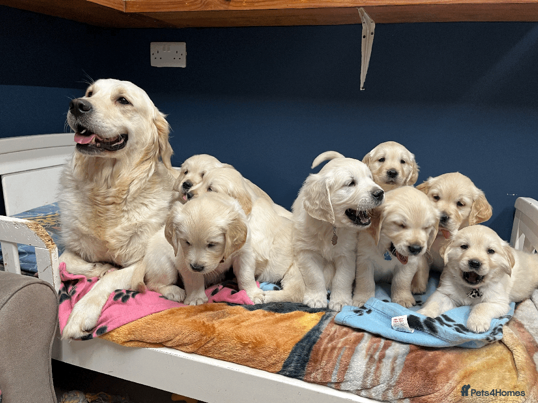 Golden Retriever dogs for sale: 🐶 Gorgeous Chunky Golden Retriever Puppies 🐶 - Advert 15