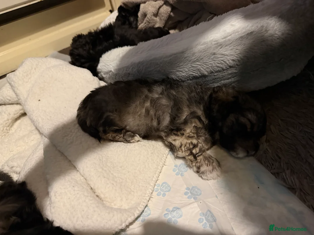 Mixed Breed dogs for sale: Chinese Crested X Shih Tzu - Advert 6