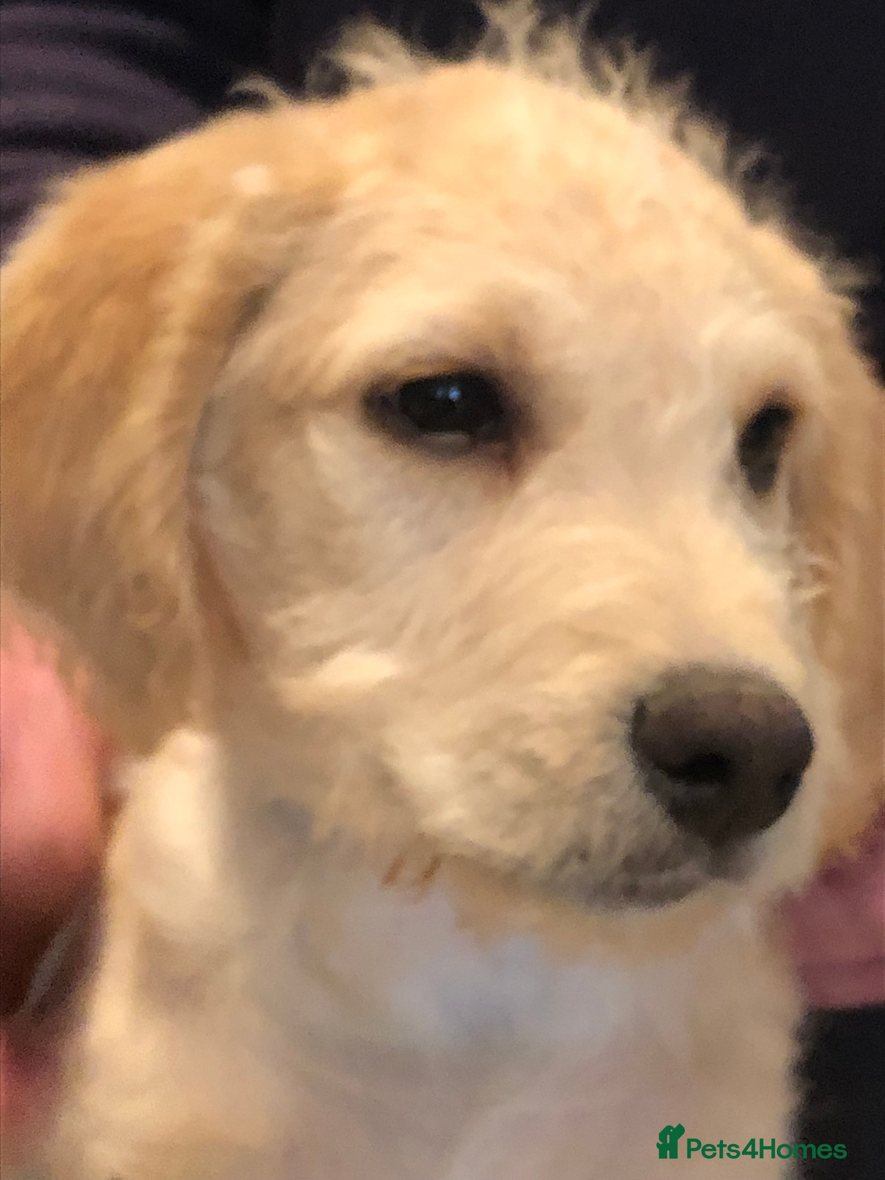 Labradoodle dogs READY NOW TOP QUALITY Standard F1 Labradoodles - Advert 1