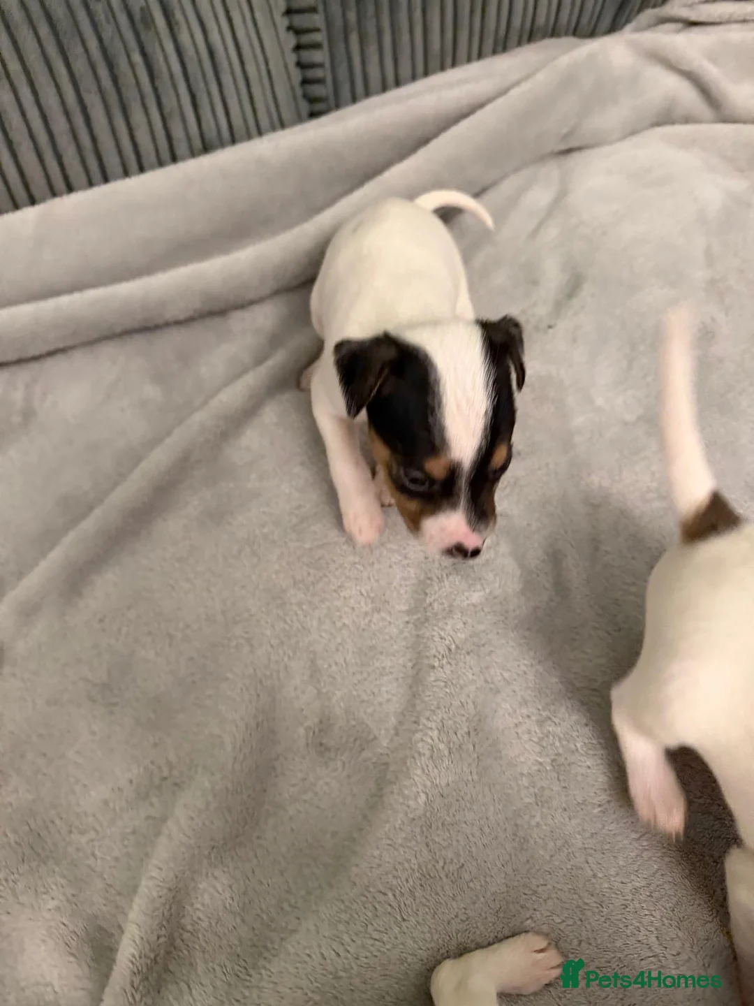Jack Russell dogs for sale: Jack Russell puppies - Advert 31