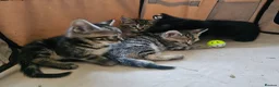 Mixed Breed cats for sale: Stunning Bombay Cross Kittens – Trained & Playful - Advert 10
