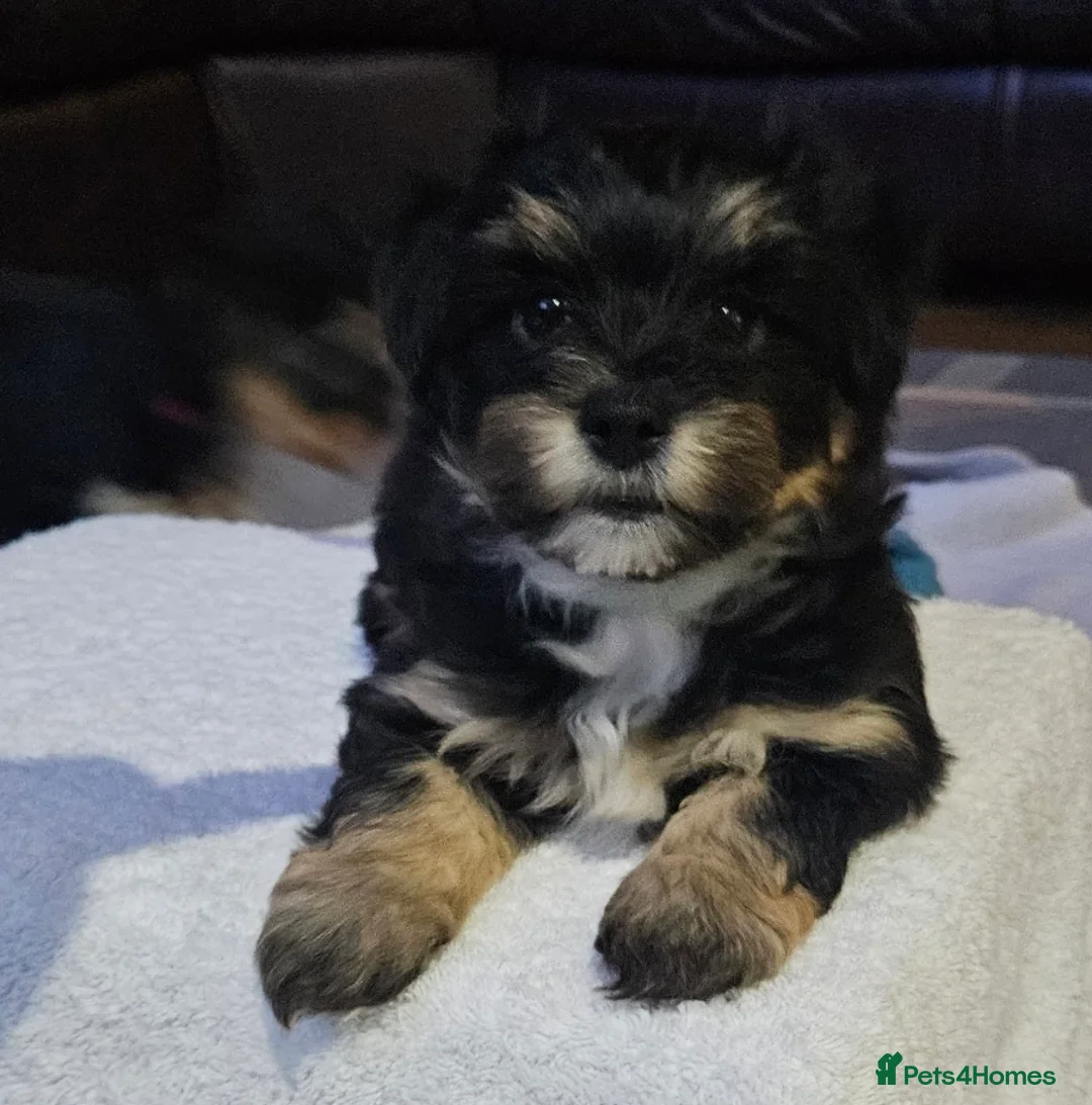Mixed Breed dogs for sale: Yorkshire terrier X puppies  - Advert 6