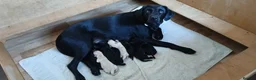 Labrador Retriever dogs for sale: Kc Registered Labrador Retriever Puppies - Advert 3
