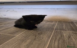 British Shorthair cats for sale: Adorable British kittens. Ready for new home. - Image 13