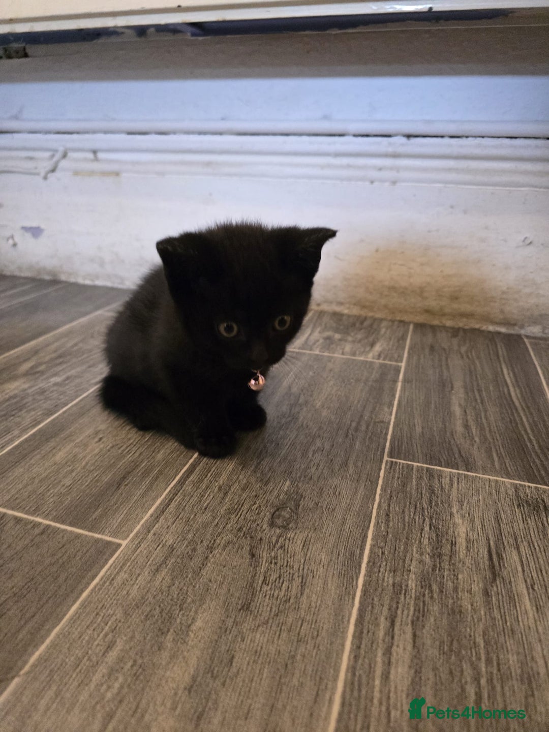 British Shorthair cats for sale: Adorable British kittens. Ready for new home. - Image 13