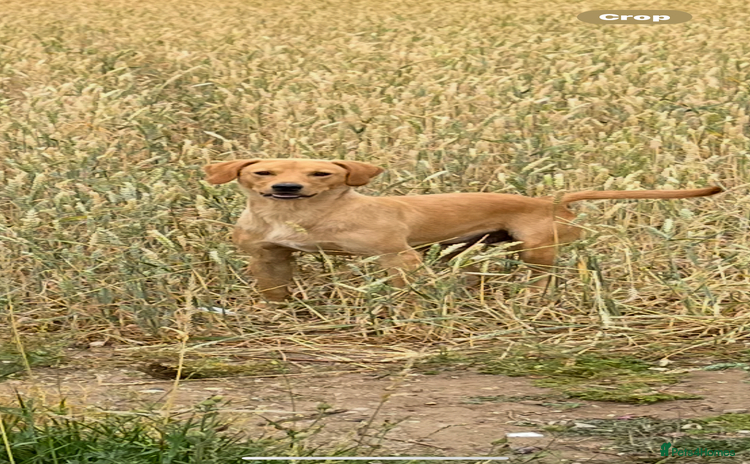 Labrador Retriever dogs - Advert 1