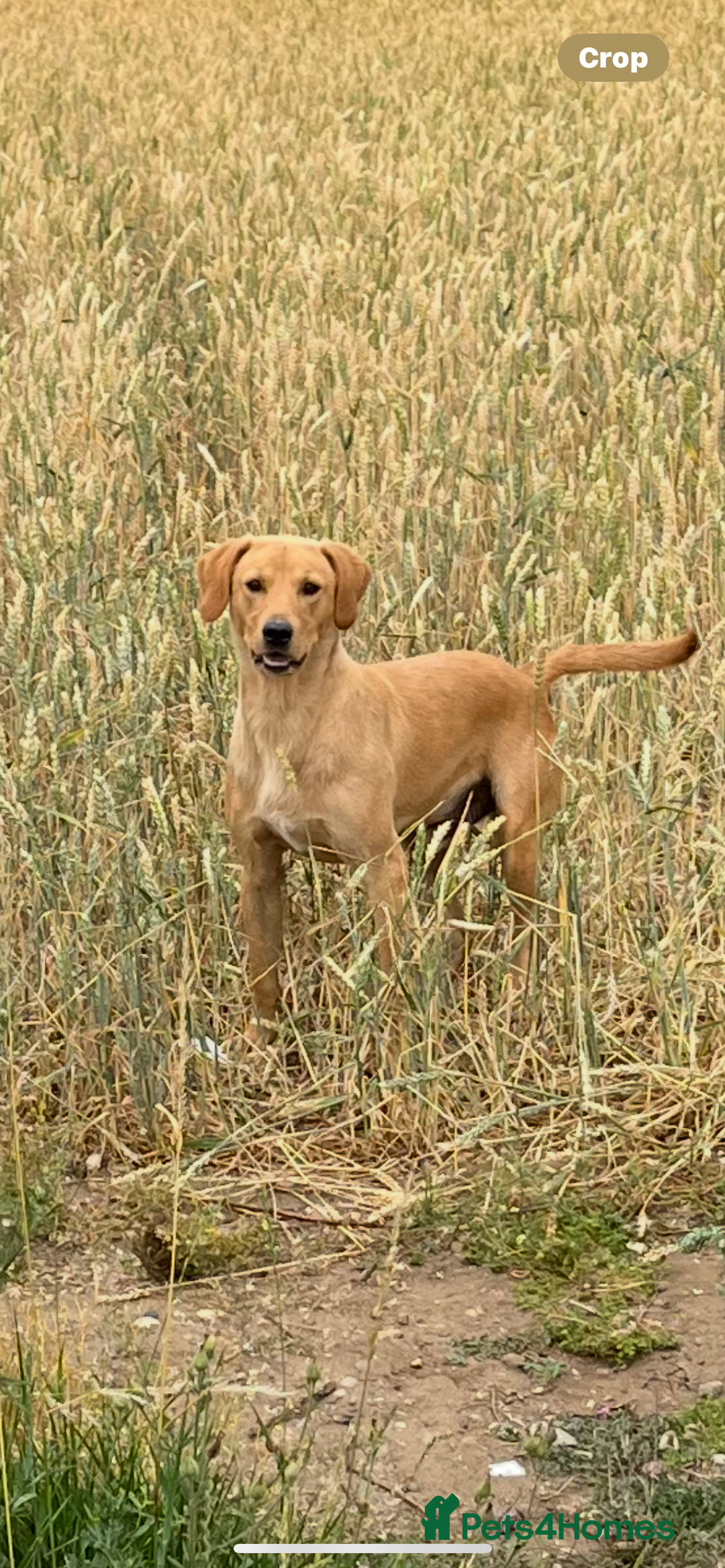 Labrador Retriever dogs for stud: Luxor little lion  - Image 1