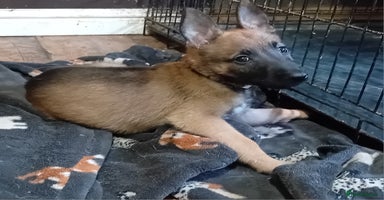 Belgian Shepherd Dog dogs - Advert 4