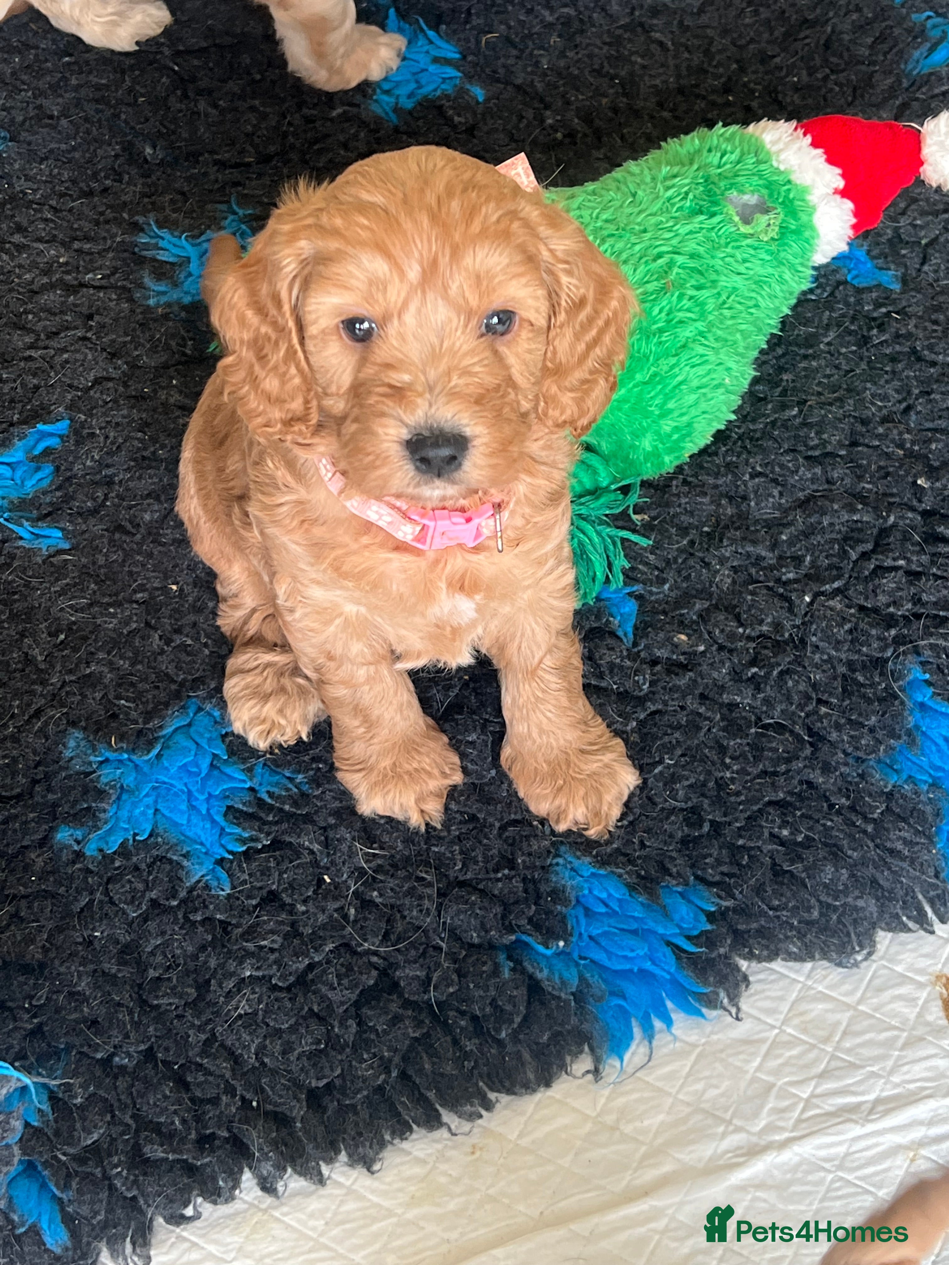 Cockapoo dogs 🐾WAITING LISTS OPEN🐾 - Advert 4