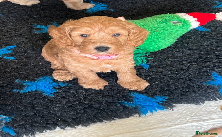 Cockapoo dogs - Advert 13
